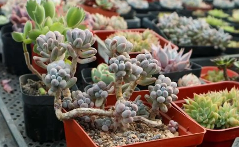 露薇花多肉常見問題