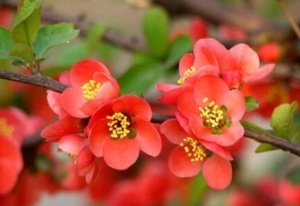 海棠花種類 海棠花種類