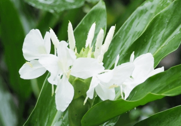 野薑花照顧 野薑花照顧