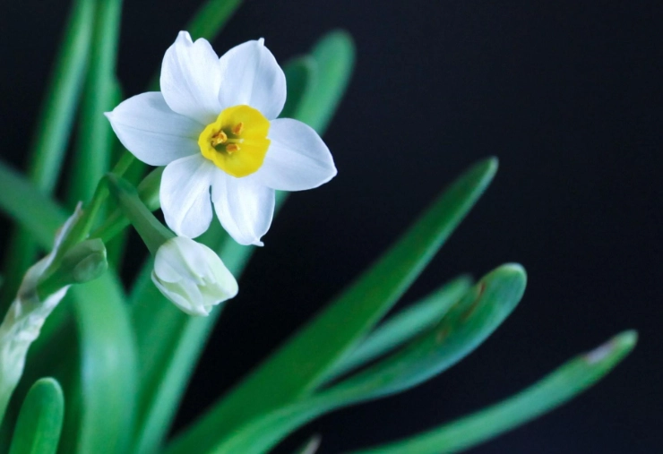水仙花花期 水仙花花期