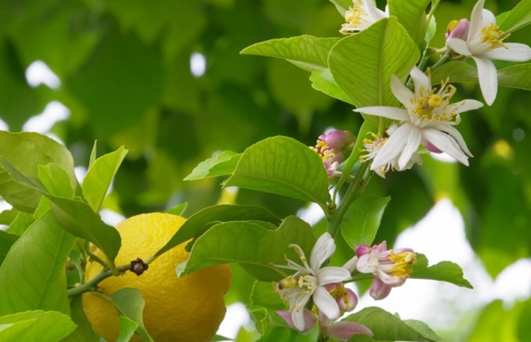 檸檬開花澆水