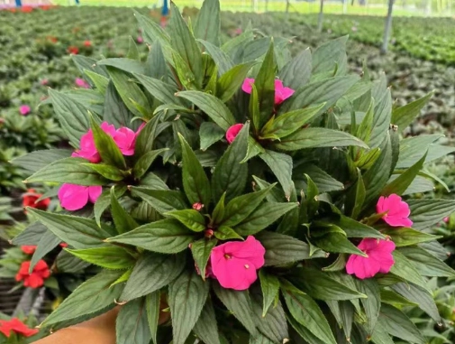 长春花种子发芽