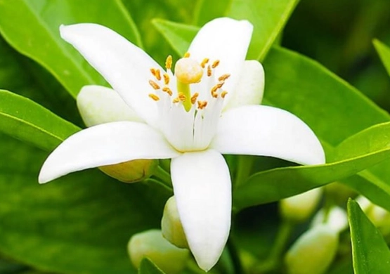 橙花應用 橙花應用