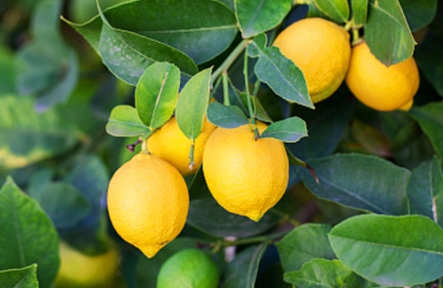 檸檬開花時間 檸檬開花時間