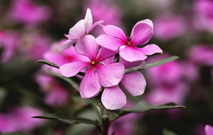 长春花种植方法