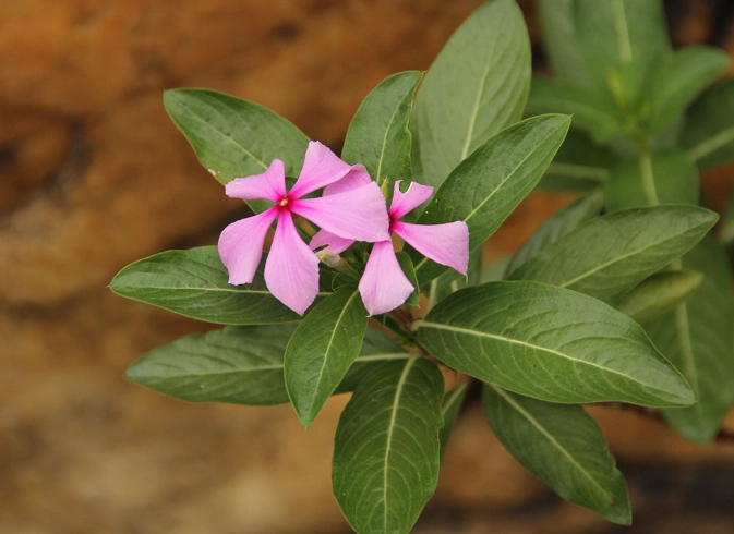 长春花养护技巧