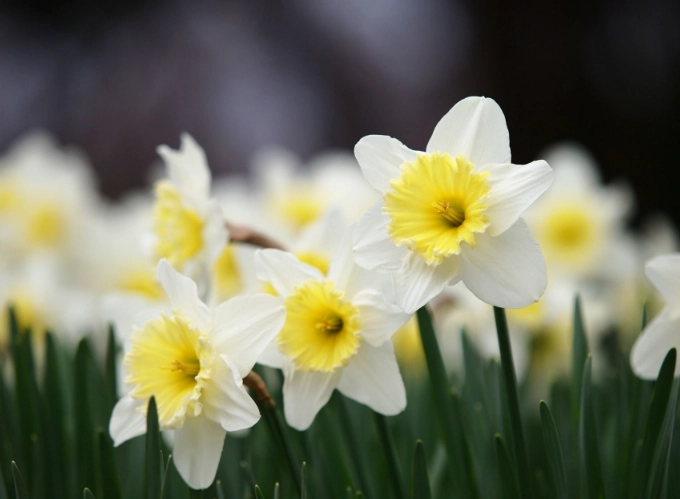 水仙花養護方法