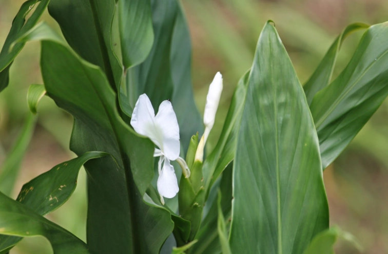 野薑花照顧 野薑花照顧