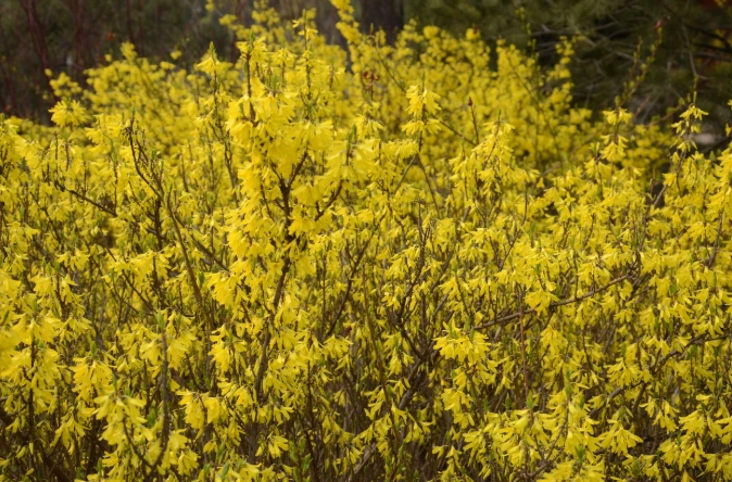 台灣連翹花養護