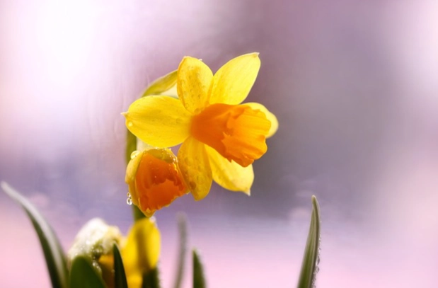 水仙花毒性問題