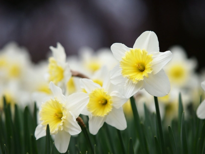 水仙花養護 水仙花養護