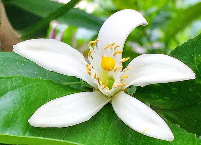 檸檬花使用方法