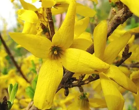 迎春花與連翹區別