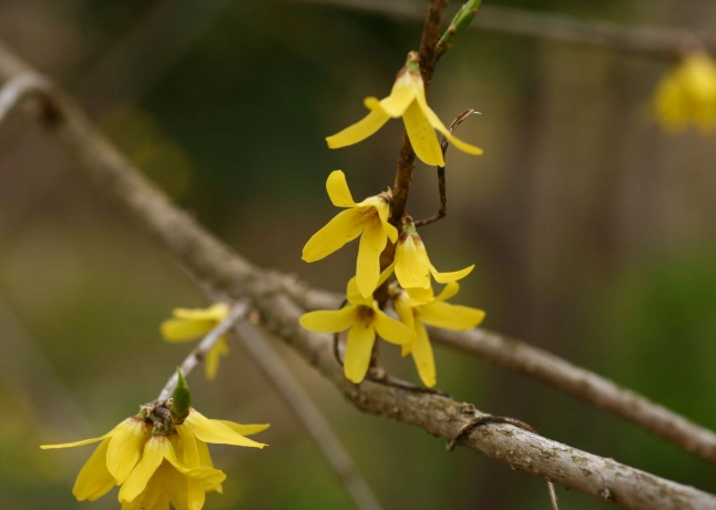 花葉連翹 功效 花葉連翹 功效
