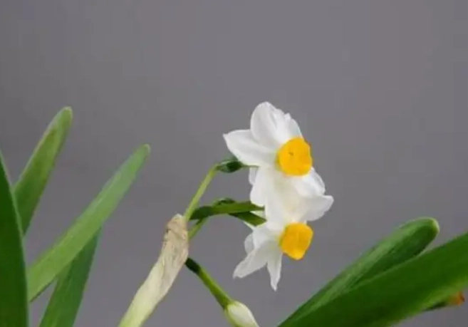 水仙花分球繁殖 水仙花分球繁殖