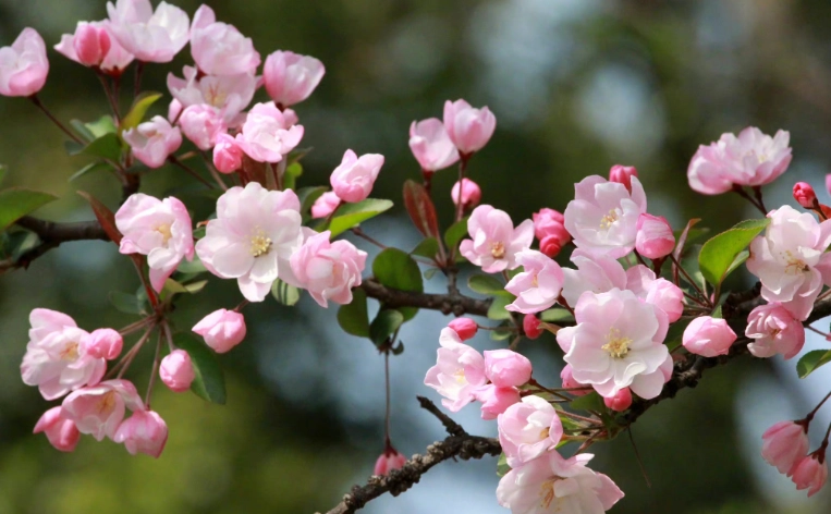 海棠花擺放位置