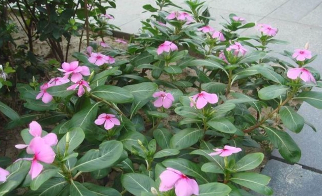 长春花种子发芽