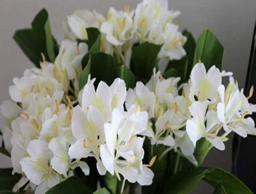 野薑花盆栽照顧 野薑花盆栽照顧