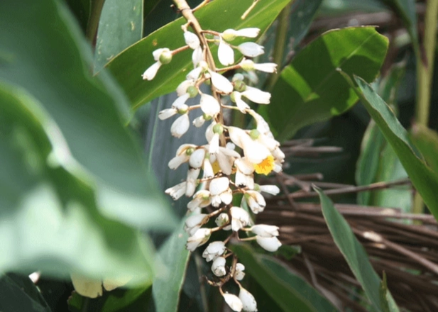 野薑花開花後護理