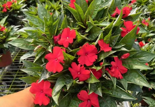 长春花种子种植