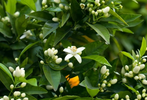 橙花護膚 橙花護膚