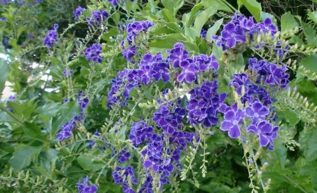 台灣連翹花種植