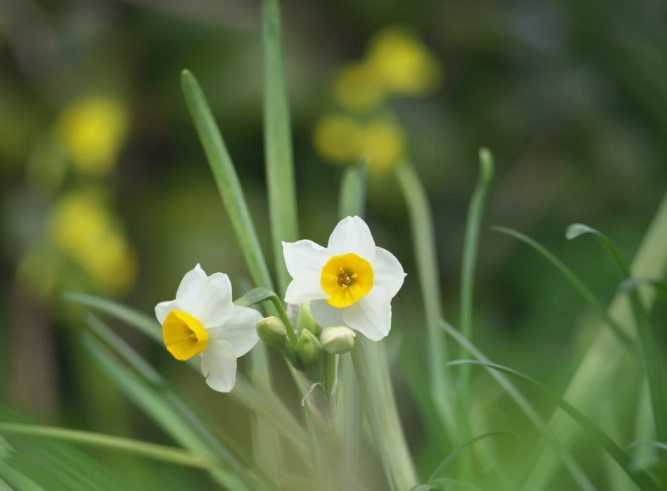 水仙花室內種植