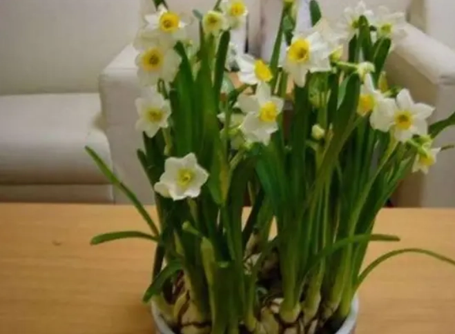 水仙花繁殖方法 水仙花繁殖方法