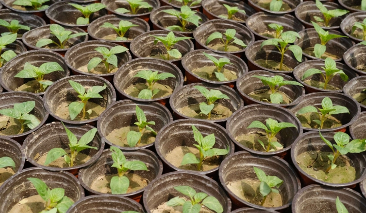 长春花种子种植