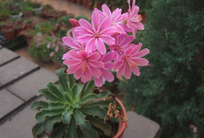 露薇花多肉養護