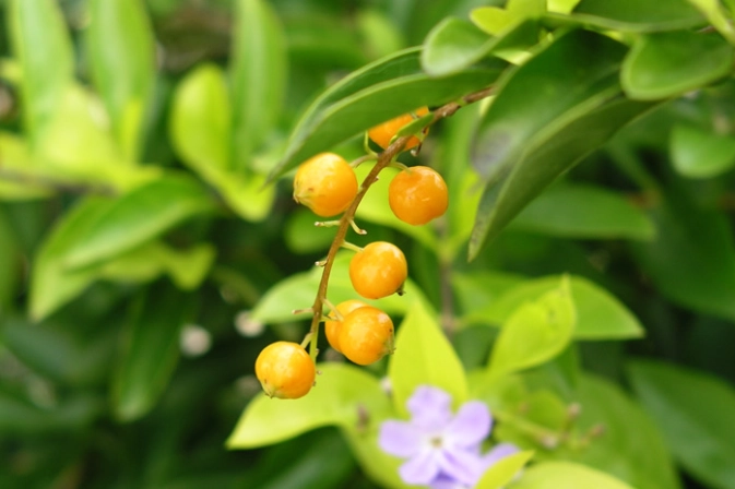 台灣連翹花功效