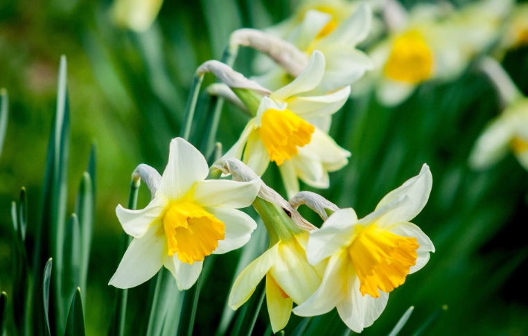 水仙花養護 水仙花養護