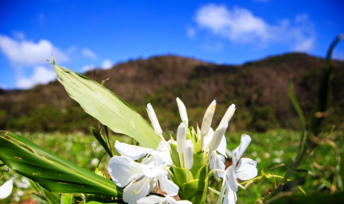 野薑花種植指南 野薑花種植指南