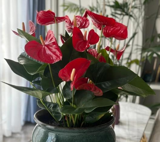 水耕火鶴花方法 水耕火鶴花方法