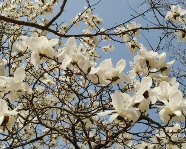 木蘭花品種 木蘭花品種