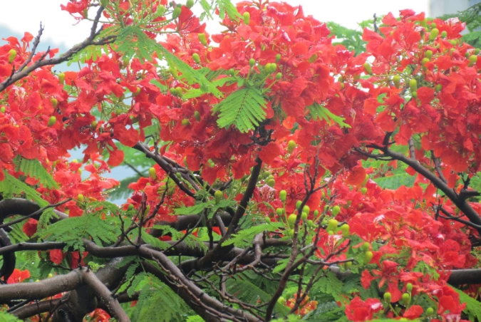 鳳凰木養護