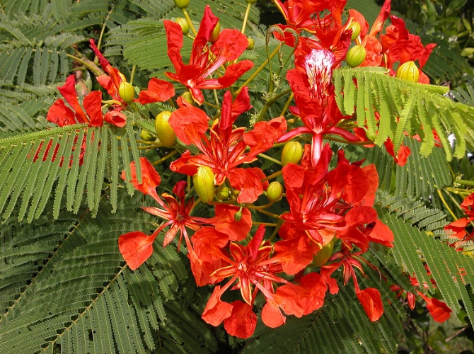 鳳凰木樹幹養護