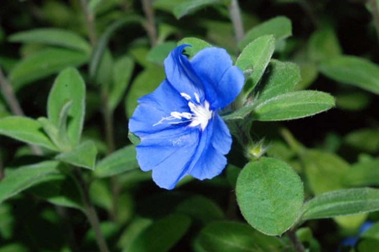 藍星花養護技巧