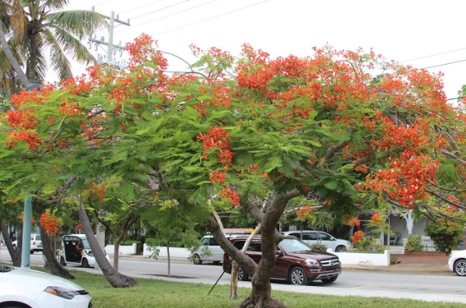 鳳凰木開花時間