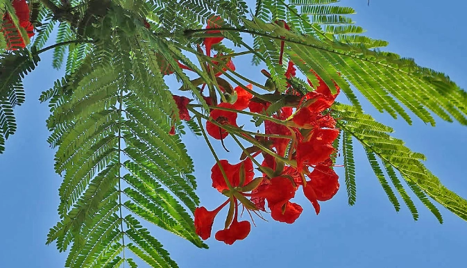 鳳凰木特徵