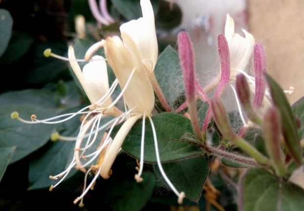 金銀花食用方法 金銀花食用方法