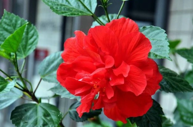 扶桑花象徵意義