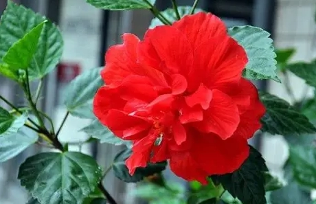 台灣扶桑花景點 台灣扶桑花景點