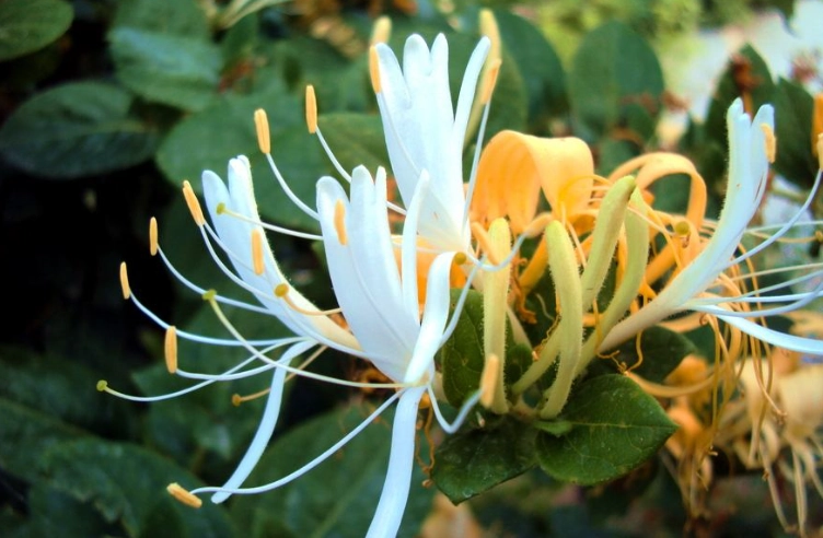 金銀花使用指南