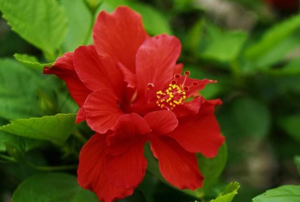 扶桑花象徵意義