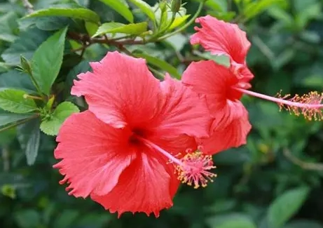 扶桑花象征意義