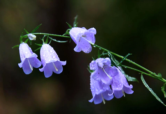 風鈴草栽培方法