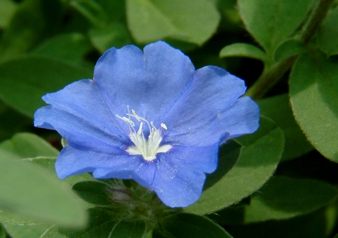 藍星花修剪時機