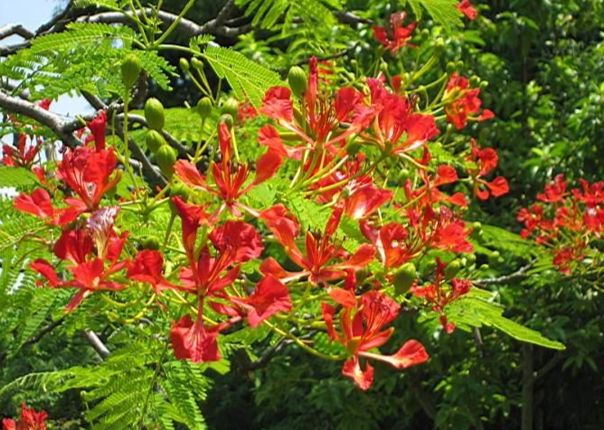 鳳凰木栽培技巧