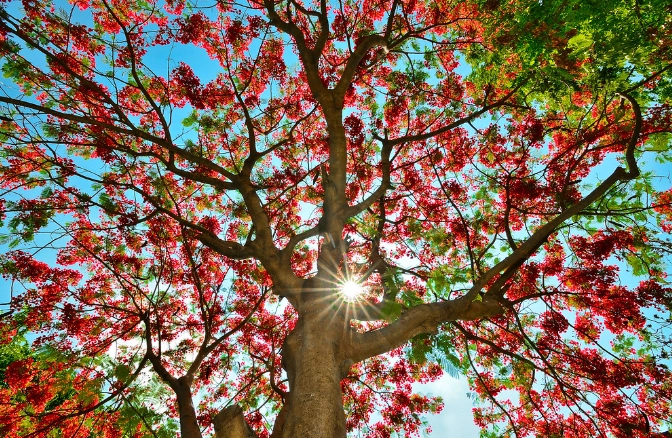 鳳凰木栽培技巧